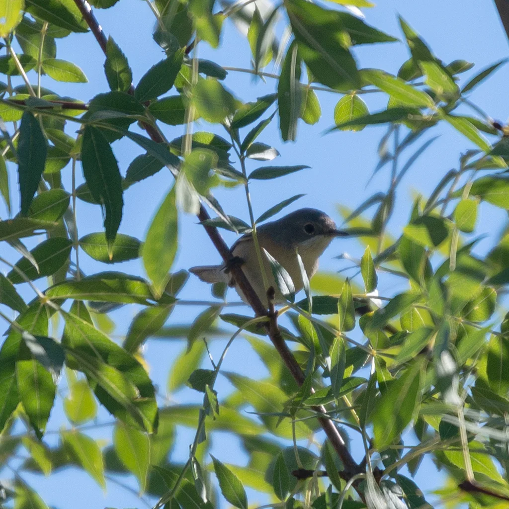 西亚高山林莺(Curruca iberiae)
