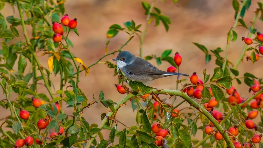 黑头林莺(Curruca melanocephala)