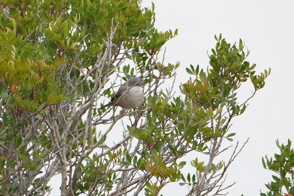 黑头林莺(Curruca melanocephala)