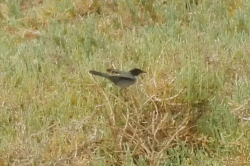 黑头林莺(Curruca melanocephala)