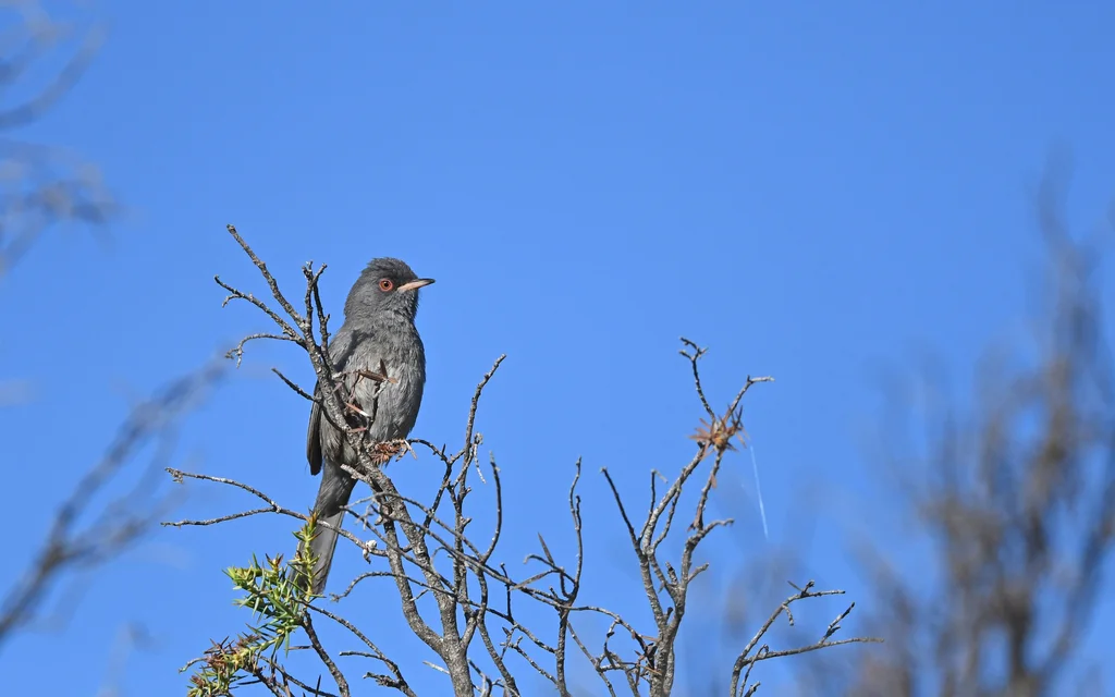 马氏林莺(Curruca sarda)