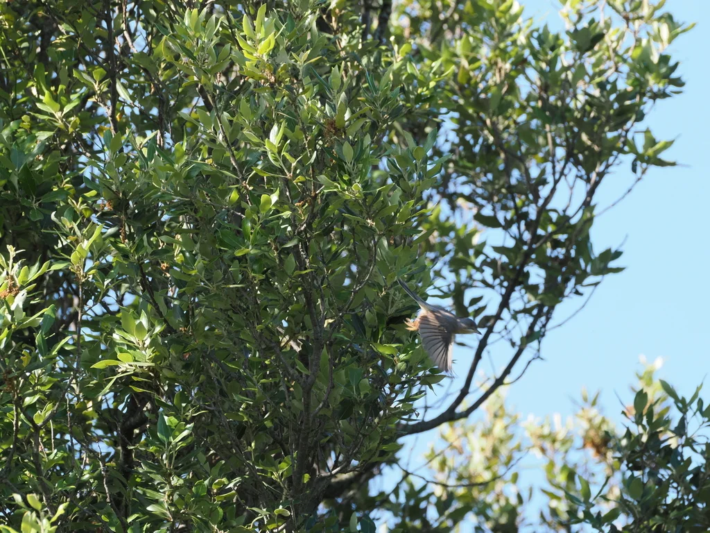地中海林莺(Curruca subalpina)