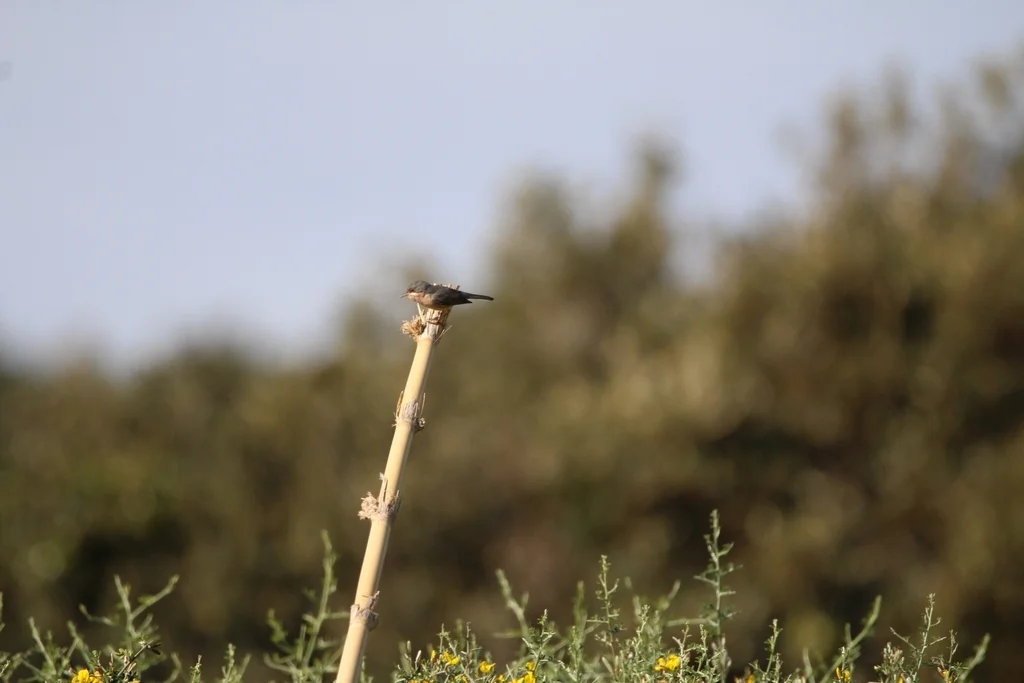 地中海林莺(Curruca subalpina)