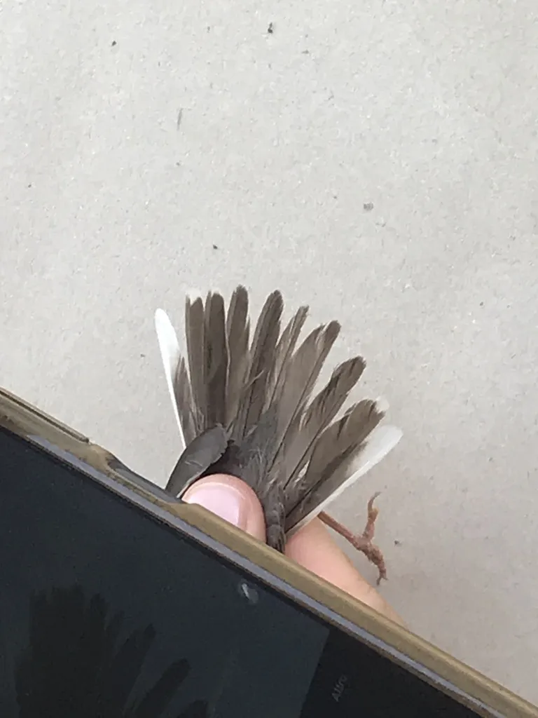 地中海林莺(Curruca subalpina)