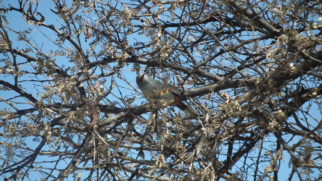 棕臀林莺(Curruca subcoerulea)