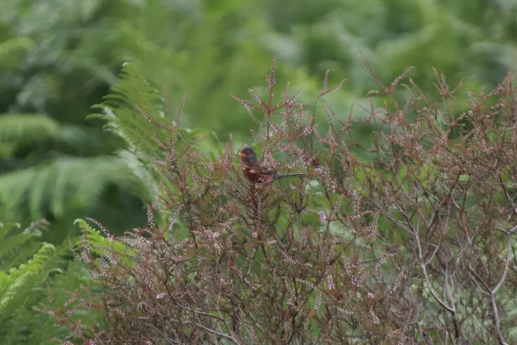波纹林莺(Curruca undata)
