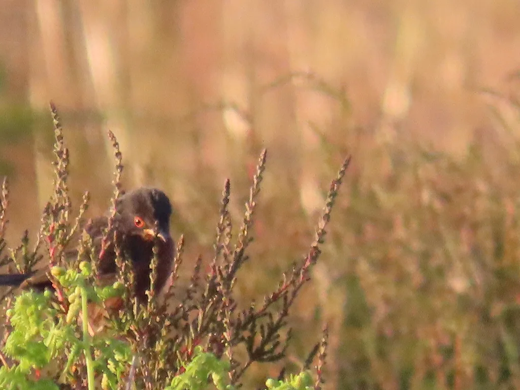 波纹林莺(Curruca undata)