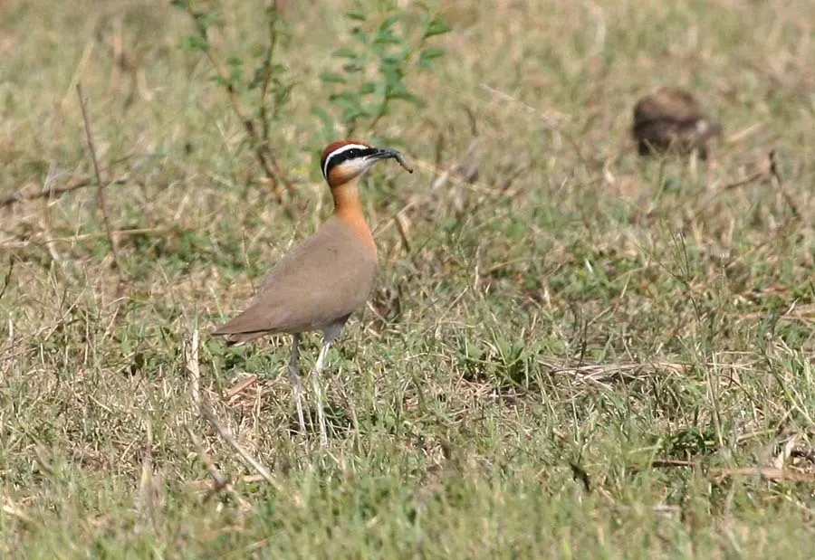 印度走鸻(Cursorius coromandelicus)