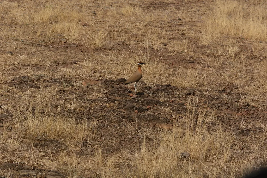 印度走鸻(Cursorius coromandelicus)