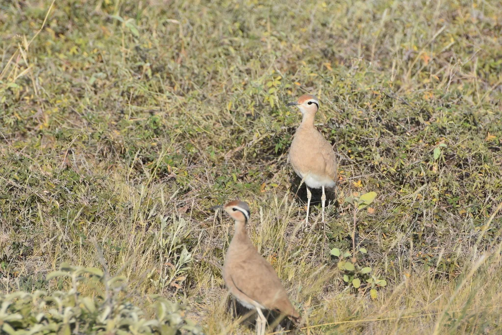 索马里走鸻(Cursorius somalensis)