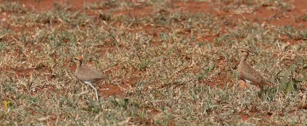 黑腹走鸻(Cursorius temminckii)