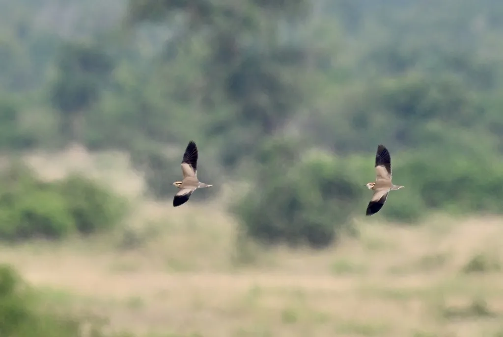 黑腹走鸻(Cursorius temminckii)