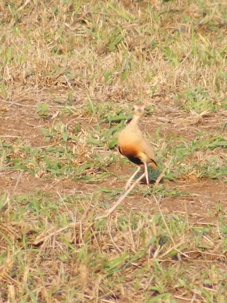 黑腹走鸻(Cursorius temminckii)