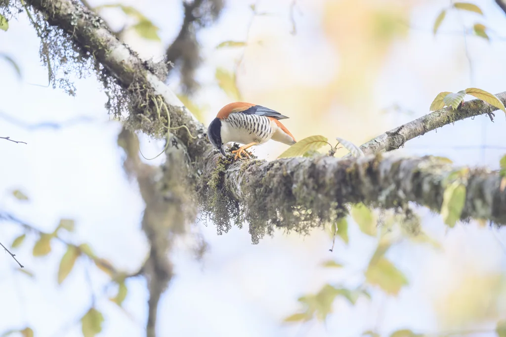 斑胁姬鹛(Cutia nipalensis)