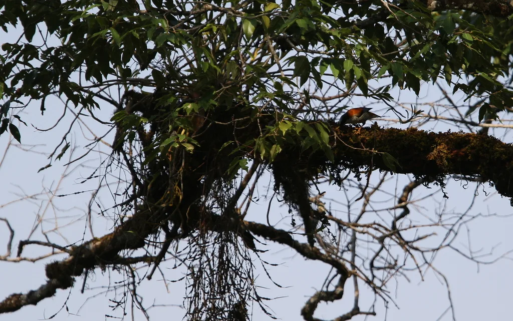 斑胁姬鹛(Cutia nipalensis)