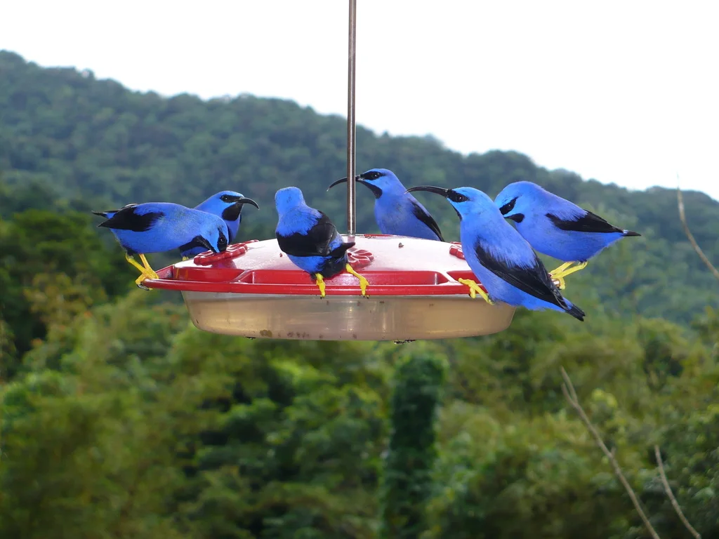 紫旋蜜雀(Cyanerpes caeruleus)