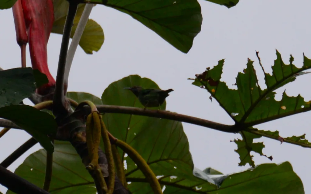 紫旋蜜雀(Cyanerpes caeruleus)