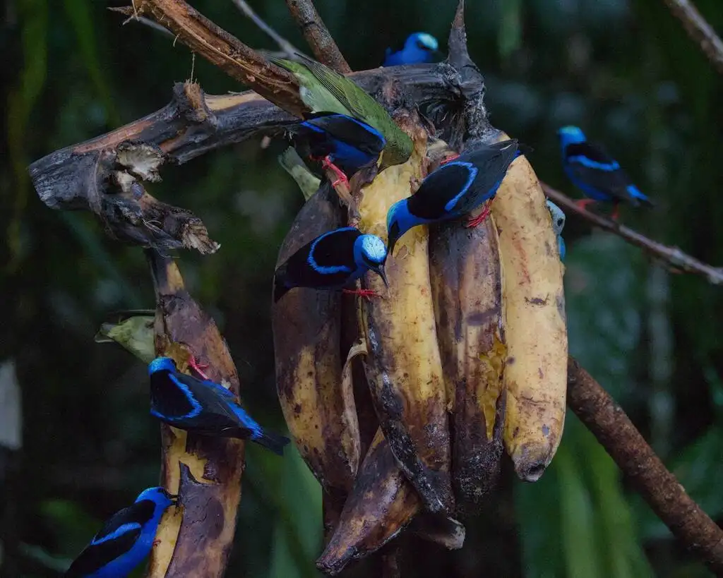 红脚旋蜜雀(Cyanerpes cyaneus)