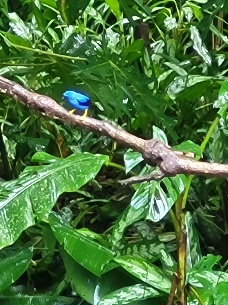 辉旋蜜雀(Cyanerpes lucidus)