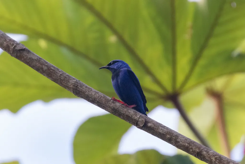 短嘴旋蜜雀（Cyanerpes nitidus）