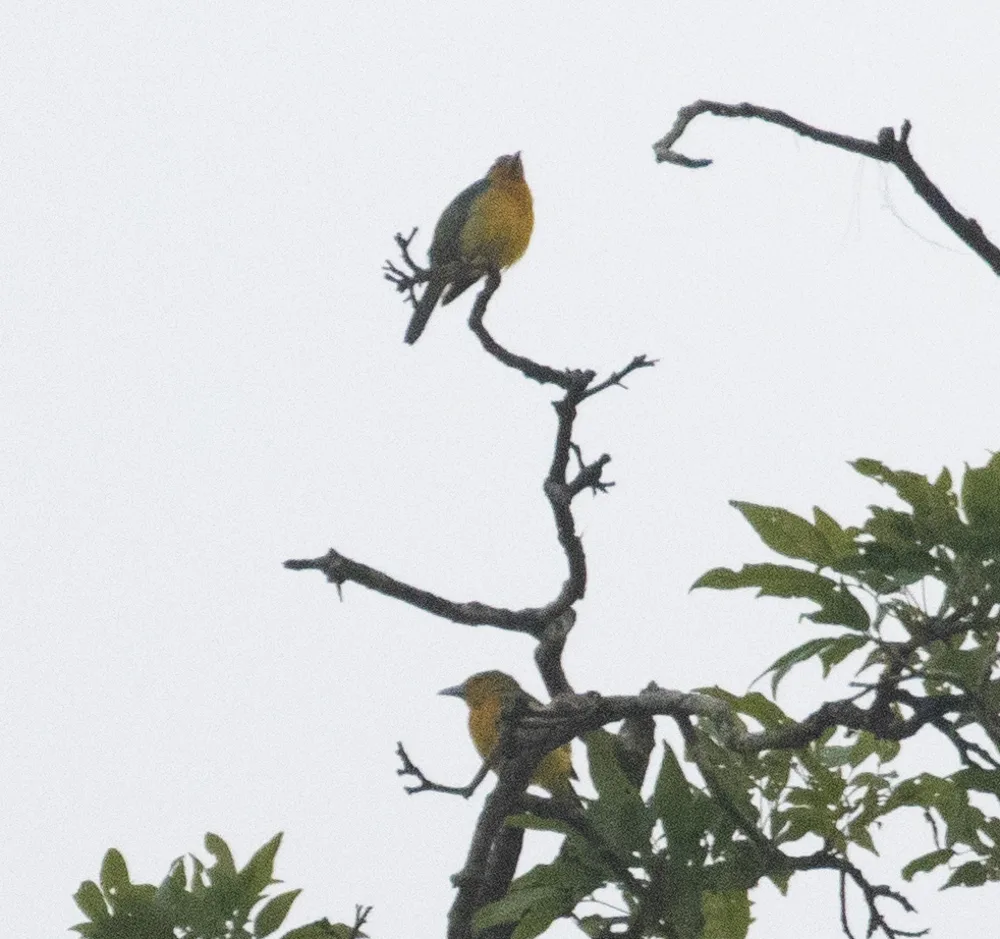 蓝背唐纳雀(Cyanicterus cyanicterus)
