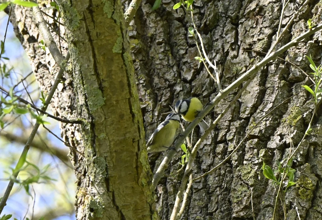 青山雀(Cyanistes caeruleus)