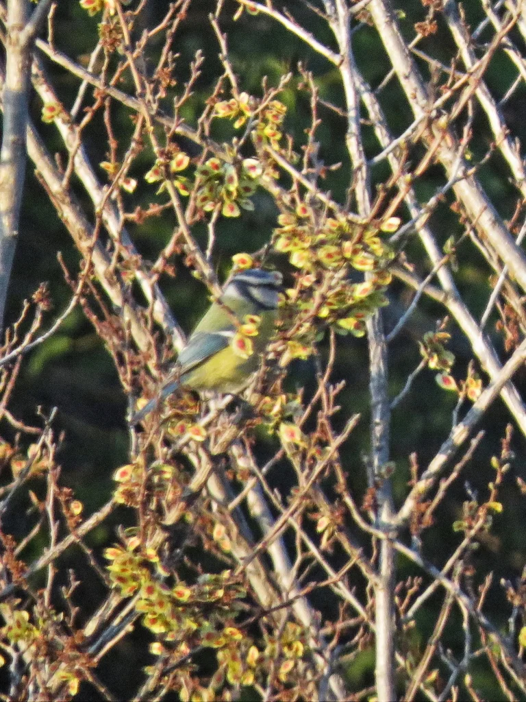 青山雀(Cyanistes caeruleus)