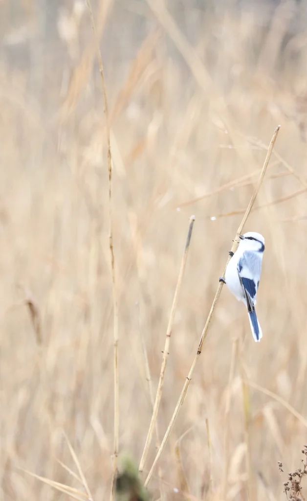 灰蓝山雀(Cyanistes cyanus)