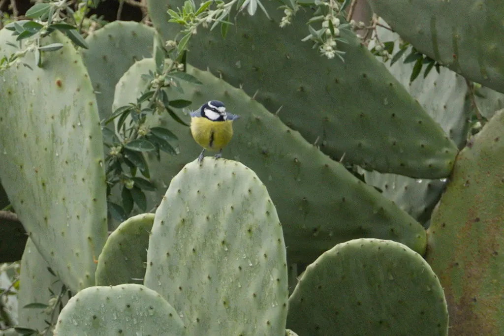 非洲青山雀(Cyanistes teneriffae)