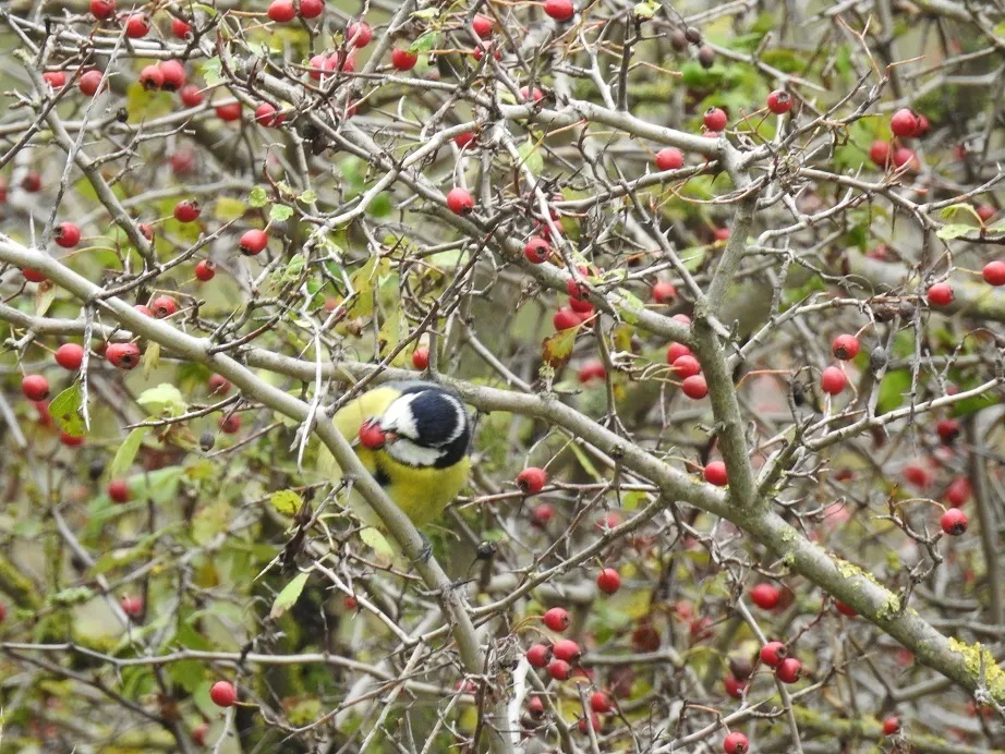 非洲青山雀(Cyanistes teneriffae)