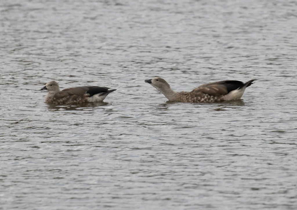 蓝翅雁(Cyanochen cyanoptera)