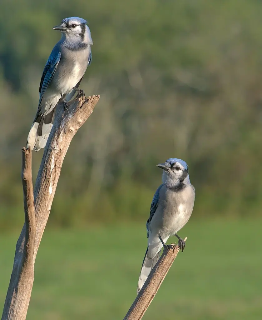 冠蓝鸦(Cyanocitta cristata)