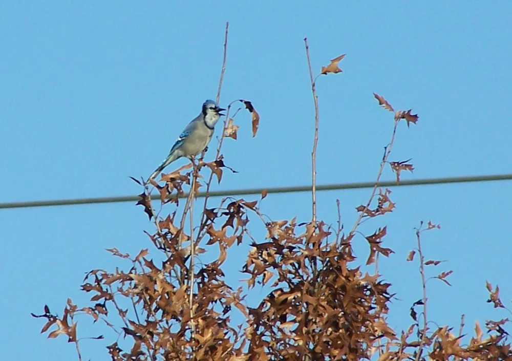 冠蓝鸦(Cyanocitta cristata)