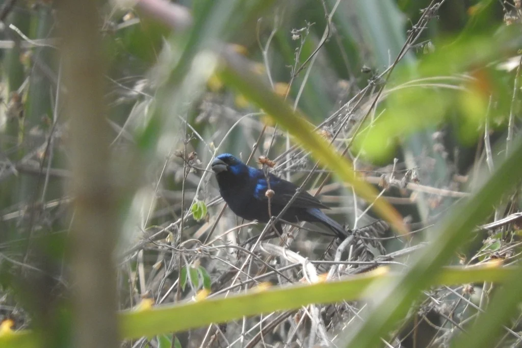 蓝彩鹀(Cyanocompsa parellina)