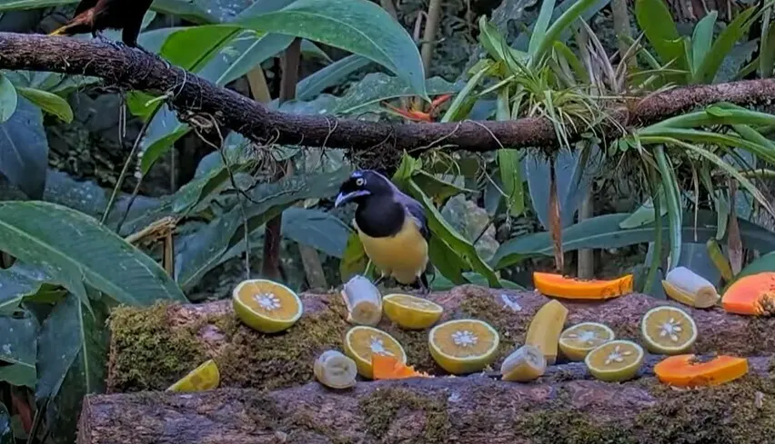 黑胸蓝鸦(Cyanocorax affinis)