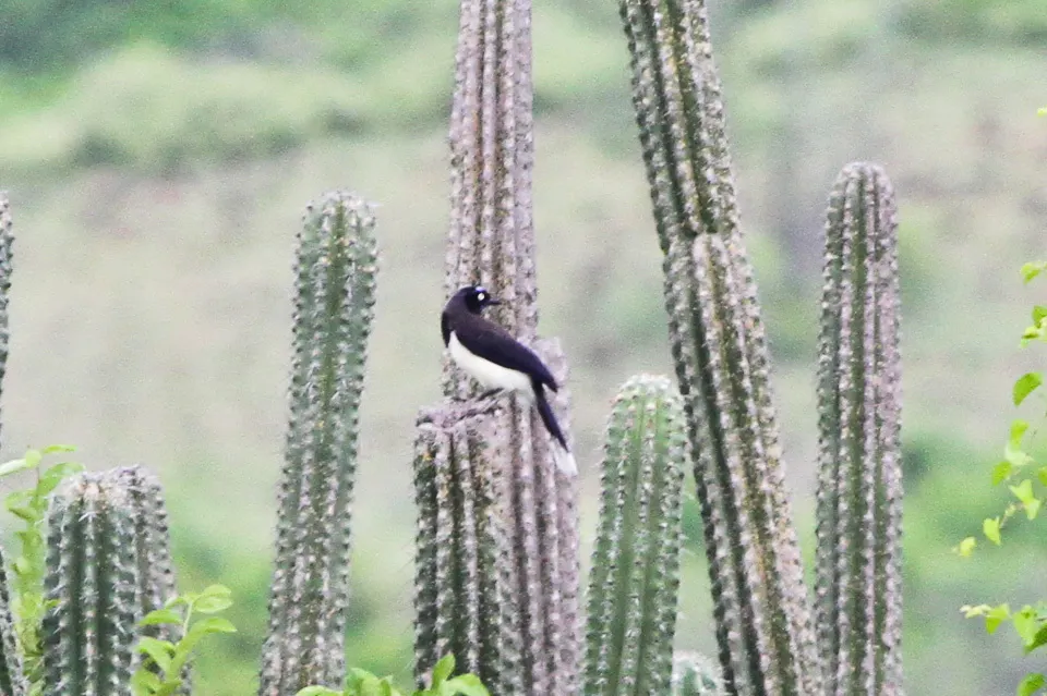 黑胸蓝鸦(Cyanocorax affinis)