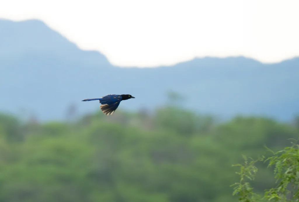 紫背冠鸦(Cyanocorax beecheii)