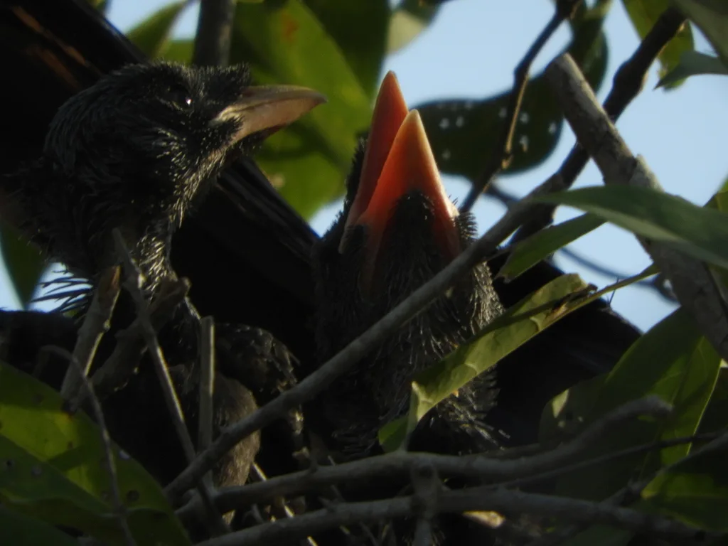紫背冠鸦(Cyanocorax beecheii)