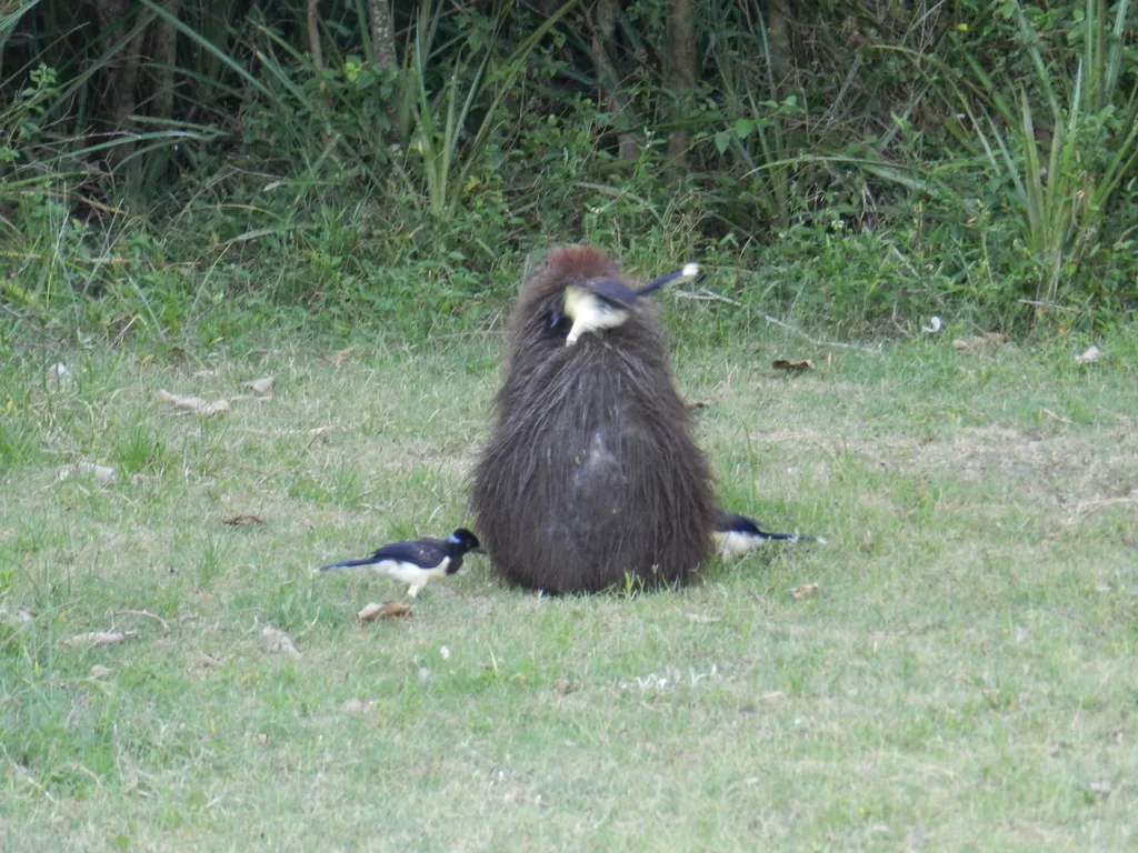 绒冠蓝鸦(Cyanocorax chrysops)