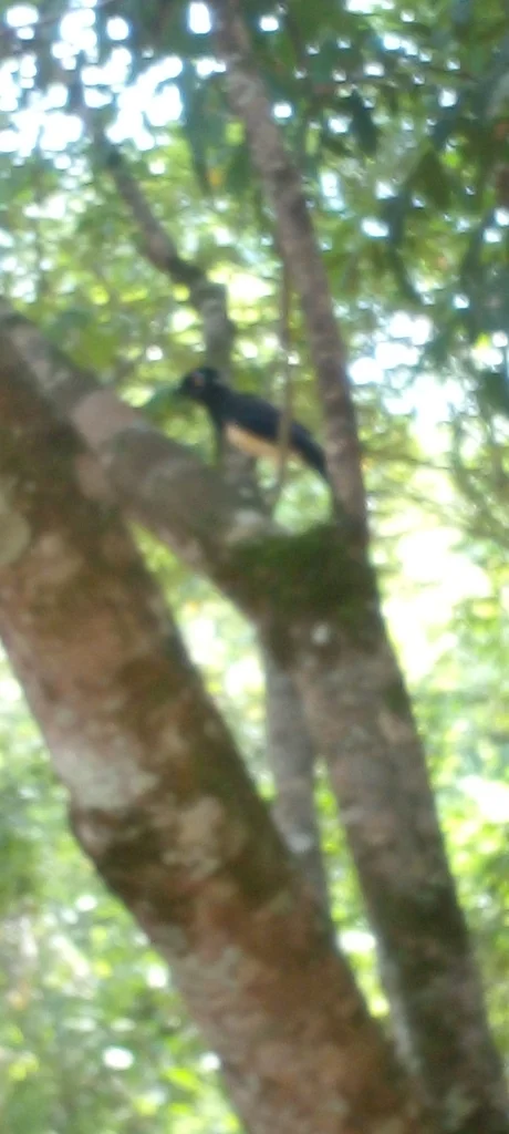 绒冠蓝鸦(Cyanocorax chrysops)