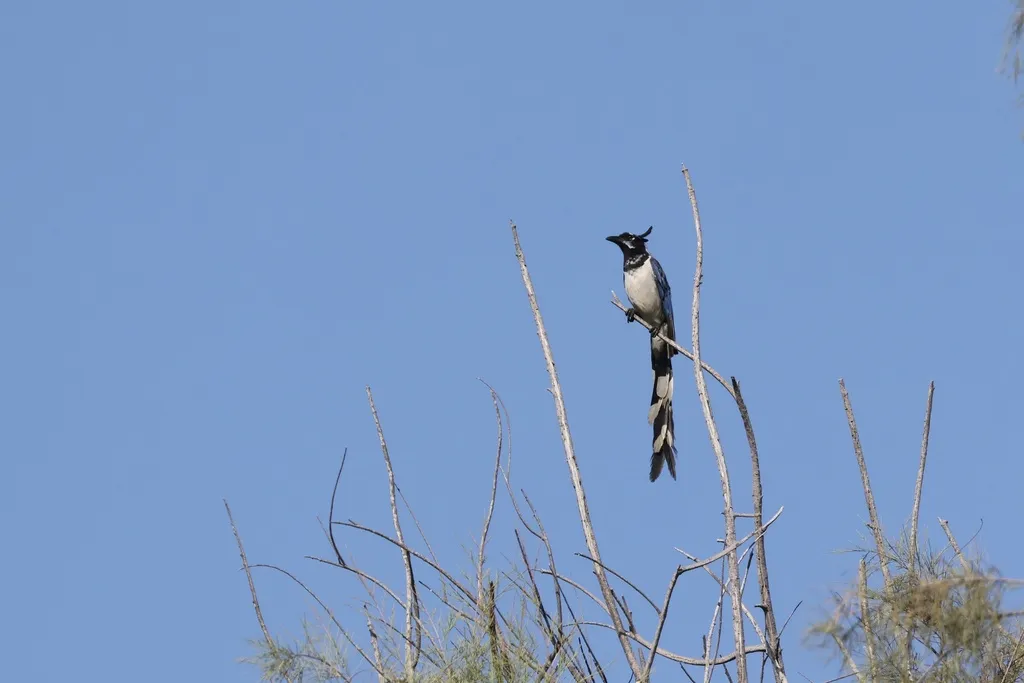 黑喉鹊鸦(Cyanocorax colliei)