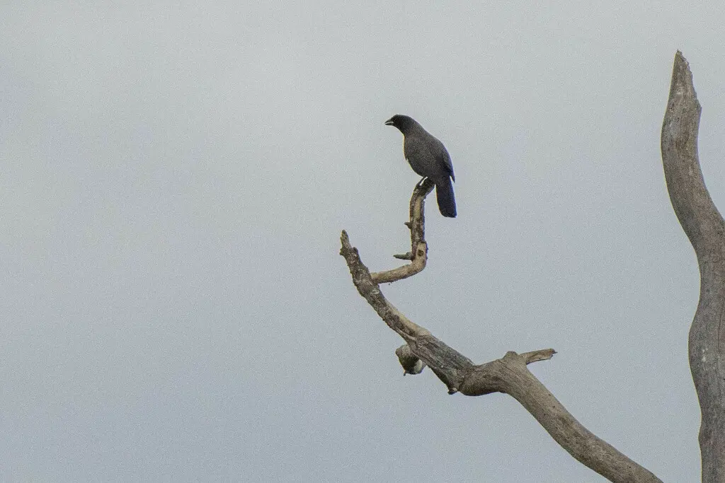 淡紫蓝鸦(Cyanocorax cyanomelas)