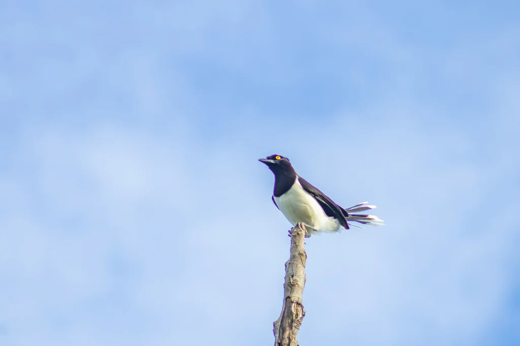 白枕蓝鸦（Cyanocorax cyanopogon）