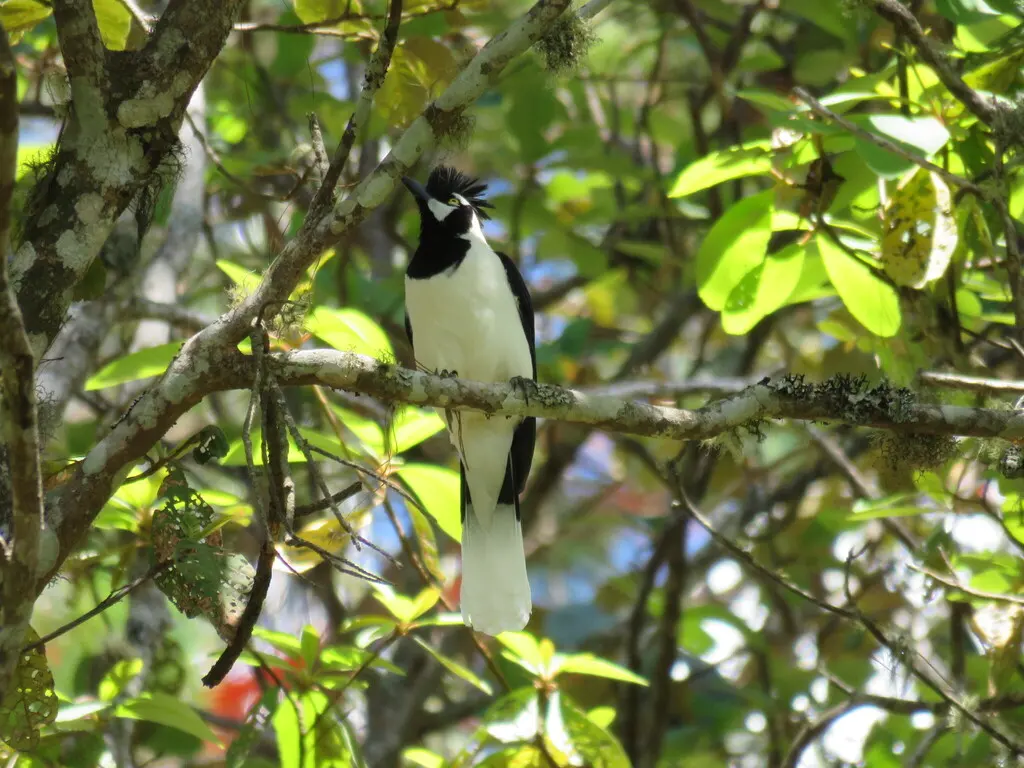 簇蓝鸦(Cyanocorax dickeyi)