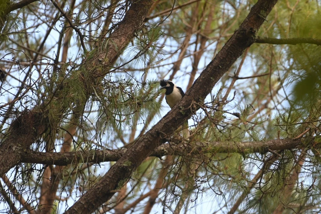 簇蓝鸦(Cyanocorax dickeyi)