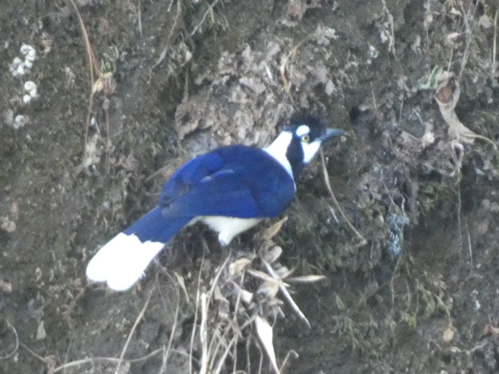 簇蓝鸦(Cyanocorax dickeyi)