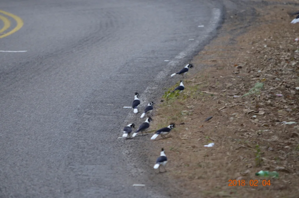 簇蓝鸦(Cyanocorax dickeyi)