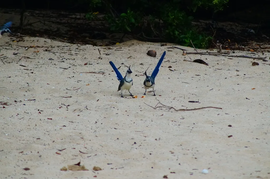 白喉鹊鸦(Cyanocorax formosus)