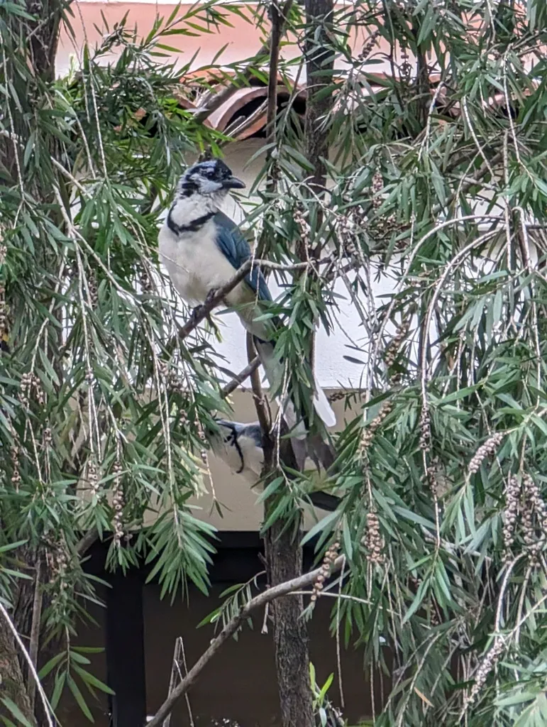 白喉鹊鸦(Cyanocorax formosus)