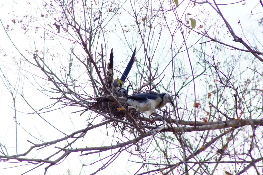 白喉鹊鸦(Cyanocorax formosus)